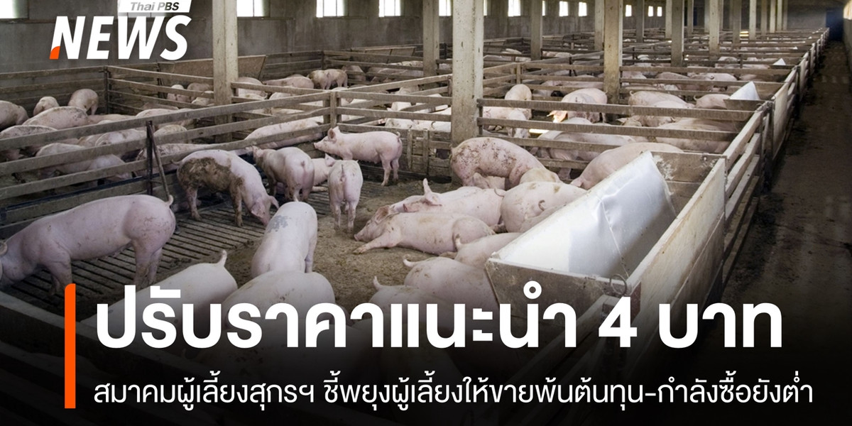 สมาคมหมูแจงปรับราคาแนะนำ 4 บาท พยุงผู้เลี้ยงให้ขายพ้นต้นทุน