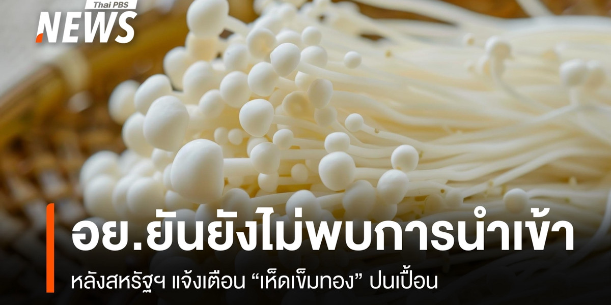 อย.ยันยังไม่พบการนำเข้า “เห็ดเข็มทอง” ปนเปื้อน หลังสหรัฐฯ แจ้งเตือน