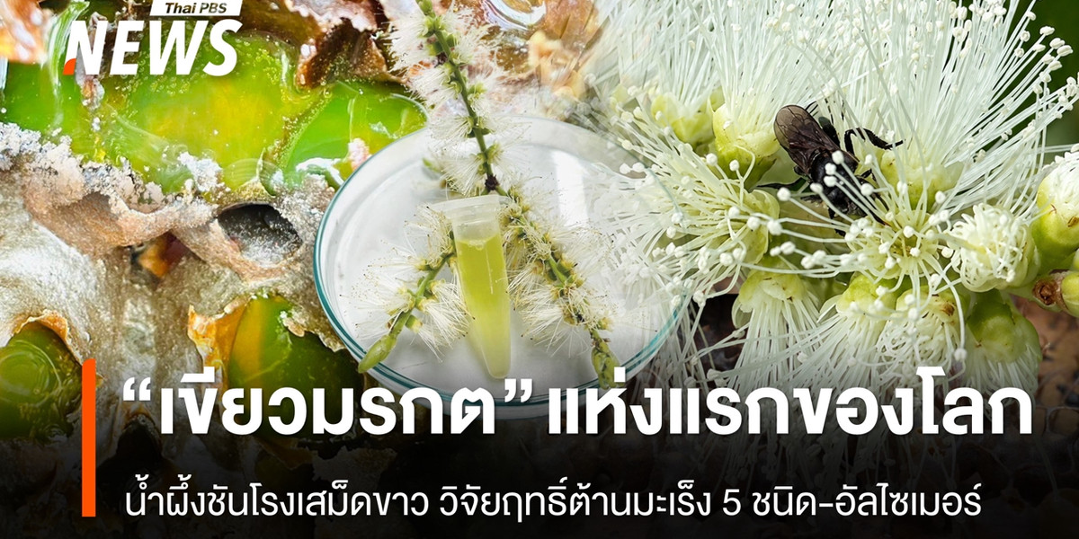 น้ำผึ้งชันโรงเสม็ดขาว “สีมรกต” แห่งแรกของโลก วิจัยฤทธิ์ต้านมะเร็ง 5 ชนิด-อัลไซเมอร์