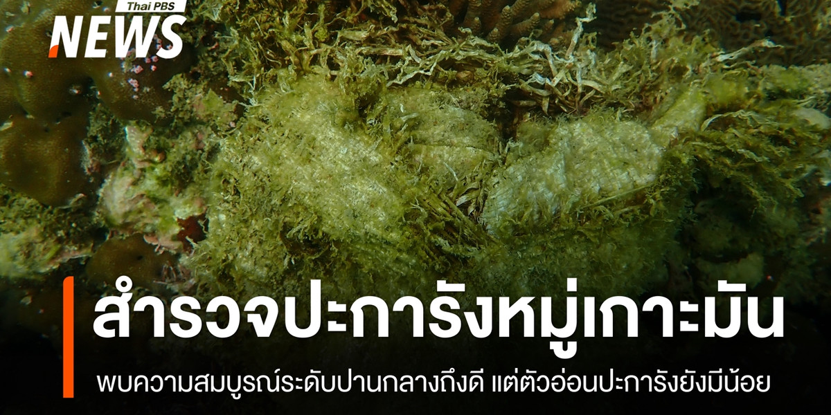 สำรวจปะการังหมู่เกาะมัน จ.ระยอง พบความสมบูรณ์ระดับปานกลางถึงดี