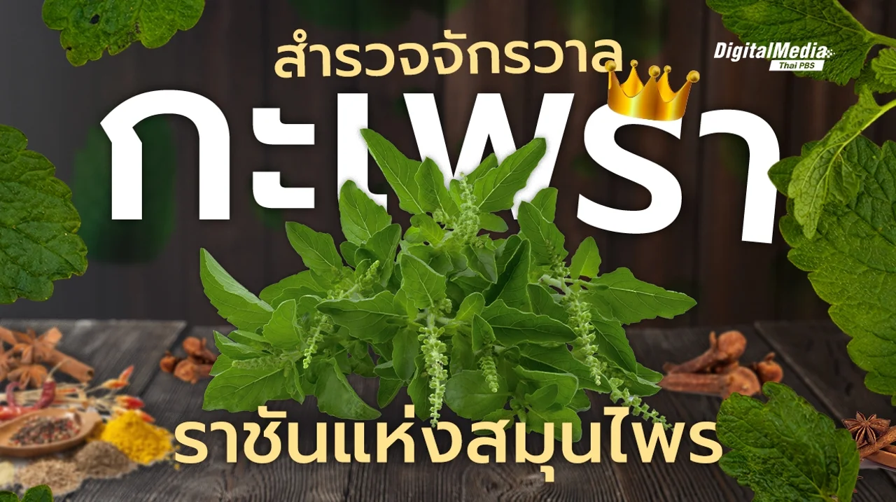 สำรวจจักรวาล “กะเพรา” ราชันแห่งสมุนไพร