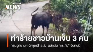 กรมอุทยานฯ เร่งผลักดัน "กระทิง" ทำร้ายชาวบ้านเจ็บ 3 คน จ.จันทบุรี 