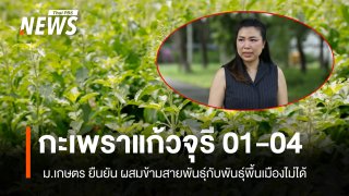 ม.เกษตร ยืนยันกะเพราพันธุ์แก้วจุรี ของซีพีแรม ไม่สามารถผสมข้ามสายพันธุ์ได้ 