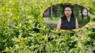 ม.เกษตร ยืนยันกะเพราพันธุ์แก้วจุรี ของซีพีแรม ไม่สามารถผสมข้ามสายพันธุ์ได้ 