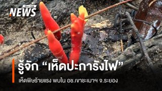 รู้จัก "เห็ดปะการังไฟ" เห็ดพิษร้ายแรง พบใน อช.เขาชะเมาฯ เตือนนักท่องเที่ยวห้ามสัมผัส 