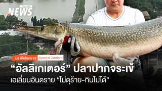 “อัลลิเกเตอร์” ปลาปากจระเข้ เอเลี่ยนอันตราย ไม่ดุร้าย-กินไม่ได้