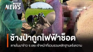 ผลชันสูตรเบื้องต้น "ช้างป่าภูหลวง" นอนตายในนาข้าว พบสาเหตุถูกไฟฟ้าช็อต