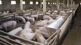 สมาคมหมูแจงปรับราคาแนะนำ 4 บาท พยุงผู้เลี้ยงให้ขายพ้นต้นทุน