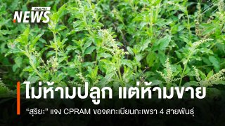 รัฐบาลยัน CPRAM จดทะเบียน "กะเพรา" ไม่ห้ามปลูกแต่ห้ามขาย 4 สายพันธุ์