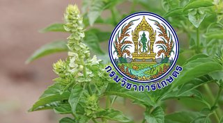 DOA แจง CPRAM ครองสิทธิเฉพาะ 4 สายพันธุ์ ไม่กระทบคนปลูกกะเพราทั่วไป
