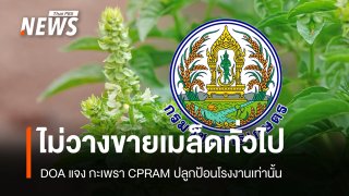DOA แจง CPRAM ครองสิทธิเฉพาะ 4 สายพันธุ์ ไม่กระทบคนปลูกกะเพราทั่วไป