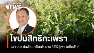 CPRAM ไขปมสิทธิกะเพรา ยันพัฒนาป้อนโรงงาน ไม่ได้มุ่งขายเมล็ดพันธุ์