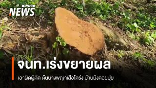 จนท.เร่งขยายผล เอาผิดผู้ตัดต้นนางพญาเสือโคร่ง บ้านม้งดอยปุย 