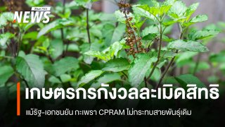 เกษตรกรกังวลละเมิดสิทธิ แม้รัฐ-เอกชนยัน "กะเพรา CPRAM" ไม่กระทบสายพันธุ์เดิม