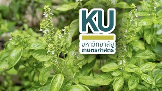 มก. ยันเอกชนฟ้องไม่ได้ ปม "เกสรกะเพราแก้วจุรี" ปลิวผสมพันธุ์พื้นบ้าน 