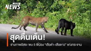 สุดตื่นเต้น! ช่างภาพอิสระ พบ "เสือดำ-เสือดาว" 5 ตัว โผล่ถนนบ้านกร่าง แก่งกระจาน
