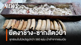 ยึดงาช้าง-ซากสัตว์ป่า มูลค่ากว่า 155 ล้าน ซุกในไม้แปรรูปกว่า 560 แผ่น