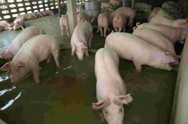 น้ำท่วมหมูปราจีนฯ ตายเกือบหมื่นตัว  ค้าภายใน ขอไข่ตรึง 4 บาท ผักเริ่มถูกลง