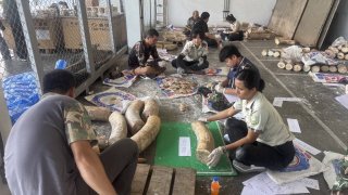 ตรวจ DNA "งาช้าง" 446 ท่อน ขยายผลดำเนินคดี หลังพบซุกในตู้สินค้าแหลมฉบัง