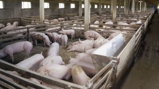 สมาคมหมูแจงปรับราคาแนะนำ 4 บาท พยุงผู้เลี้ยงให้ขายพ้นต้นทุน