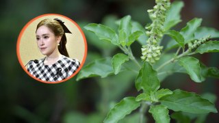 รองโฆษก รบ. คลายข้อข้องใจ "กะเพรา" ทุกคนยังปลูก-ค้าขายสายพันธุ์ทั่วไปได้