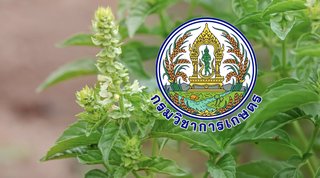 DOA แจง CPRAM ครองสิทธิเฉพาะ 4 สายพันธุ์ ไม่กระทบคนปลูกกะเพราทั่วไป