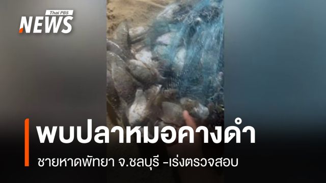 พบปลาหมอคางดำชายหาดพัทยา จ.ชลบุรี - เร่งตรวจสอบ