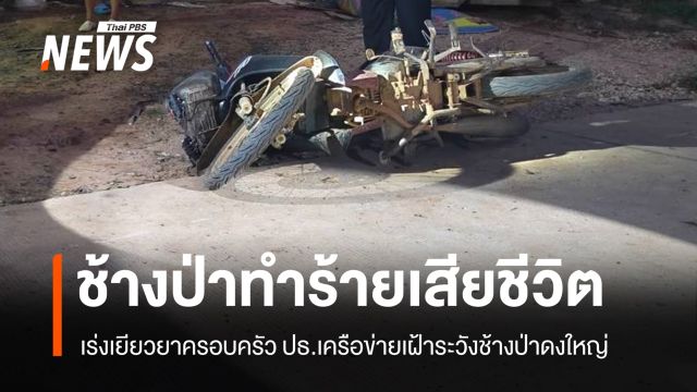 ช้างป่าทำร้าย ปธ.เครือข่ายเฝ้าระวังช้างป่าดงใหญ่ เสียชีวิต