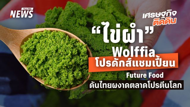 “ไข่ผำ”หรือ Wolffia โปรดักส์แชมเปี้ยน Future Food ดันไทยผงาดตลาดโปรตีนโลก