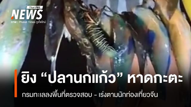 เร่งตามนักท่องเที่ยวจีน ยิง "ปลานกแก้ว" หาดกะตะ