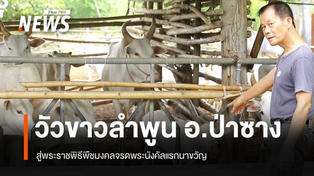 “วัวขาวลำพูน” สู่พระราชพิธีพืชมงคลจรดพระนังคัลแรกนาขวัญ