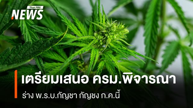 กรมการแพทย์แผนไทยฯ เตรียมเสนอ ร่าง พ.ร.บ.กัญชา กัญชง เข้า ครม.เดือน ก.ค.นี้