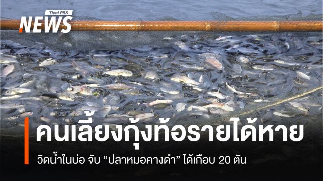 คนเลี้ยงกุ้ง ท้อรายได้หาย วิดน้ำในบ่อ จับ "ปลาหมอคางดำ" เกือบ 20 ตัน 