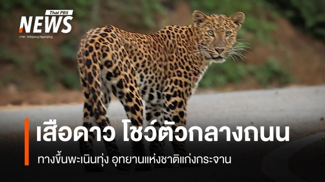 ภาพหายากกลางผืนป่า พบ "เสือดาว" เดินข้ามถนนทางขึ้นพะเนินทุ่ง  