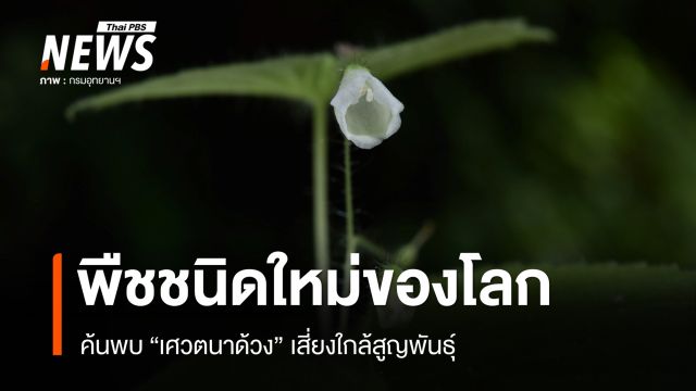 ค้นพบ “เศวตนาด้วง” พืชชนิดใหม่ของโลก เสี่ยงใกล้สูญพันธุ์