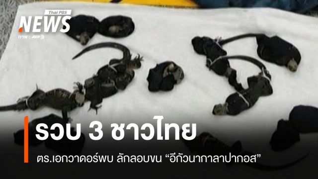 ตร.เอกวาดอร์รวบ 3 ชาวไทย ลักลอบขน "อีกัวนากาลาปากอส" ส่งเอเชีย