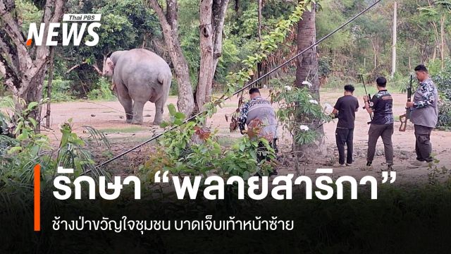 ทีมสัตวแพทย์รักษา "พลายสาริกา" บาดเจ็บเท้าหน้าซ้าย