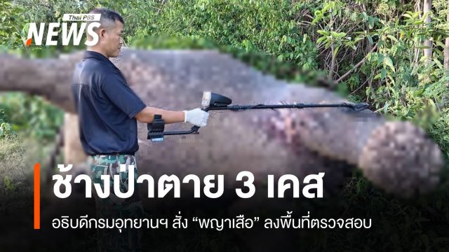 สั่ง "พญาเสือ" สอบปมช้างป่าตาย 3 ตัว "ถูกถอดงา-พบรอยกระสุน-ไฟฟ้าช็อต"