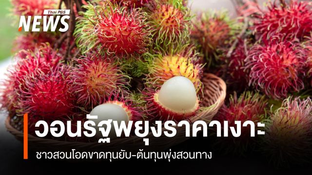 วอนรัฐช่วยพยุงราคาเงาะ ชาวสวนโอดขาดทุนยับ-ต้นทุนพุ่งสวนทาง