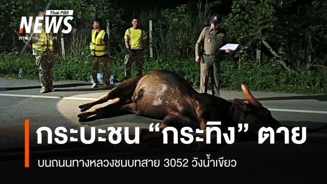 กระบะชน "กระทิง" ตาย บนถนนเส้น 3052 วังน้ำเขียว