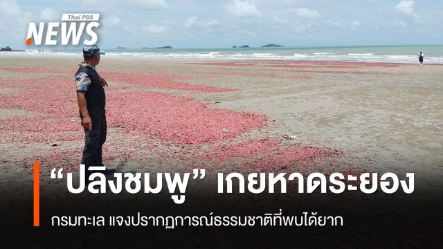 กรมทะเล แจง “ปลิงชมพู” จำนวนมากเกยหาดระยอง คาดคลื่นลมแรงซัด