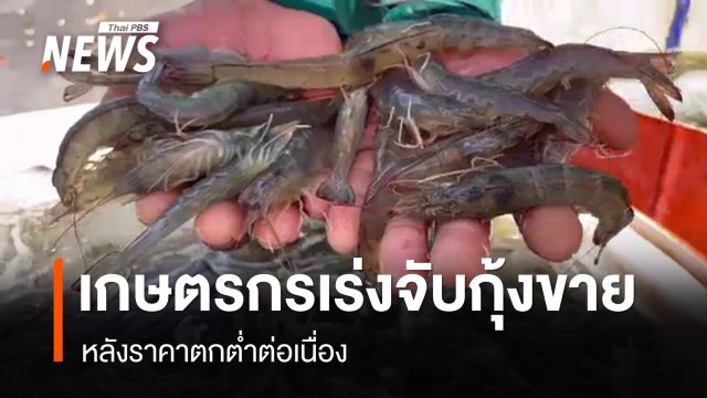 เกษตรกรเร่งจับกุ้งขาย หลังราคาตกต่ำต่อเนื่อง 