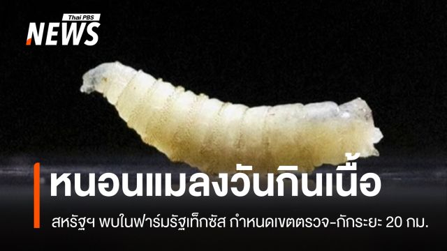 สหรัฐฯ พบ "หนอนแมลงวันกินเนื้อ" ในฟาร์มปศุสัตว์รัฐเท็กซัส