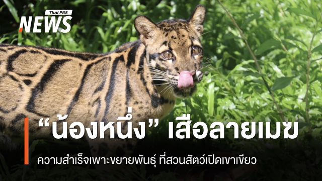 เอ็นดู “น้องหนึ่ง” เสือลายเมฆเขาเขียว ชาวเน็ตแซวลายคล้ายงูเหลือม