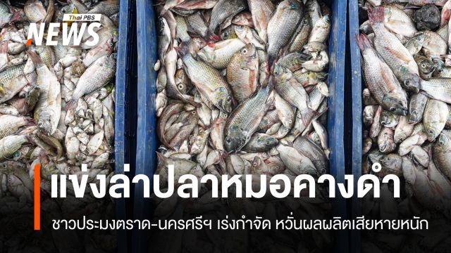ตราดจัดแข่งล่าปลาหมอคางดำ พบตัวใหญ่-มีไข่เต็มปากจำนวนมาก