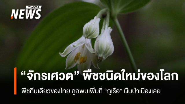 "จักรเศวต" พืชชนิดใหม่ของโลก ถูกพบเพิ่มที่ "ภูเรือ" ผืนป่าเมืองเลย 