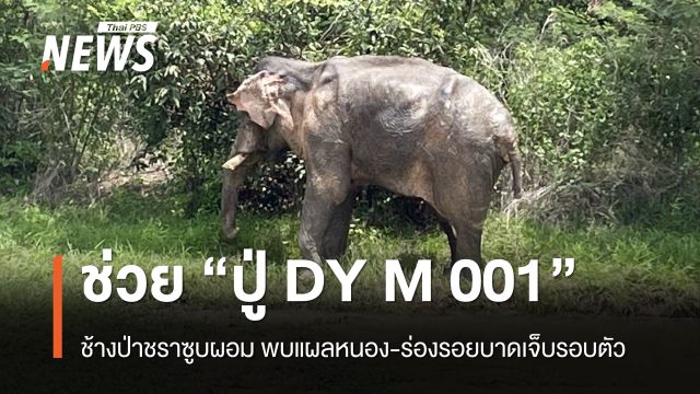 ช่วยช้างป่า “ปู่ DY M 001” ซูบผอม พบแผลหนอง-ร่องรอยบาดเจ็บรอบตัว 