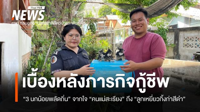 เปิดเบื้องหลังภารกิจกู้ชีพ “3 นกน้อยพลัดถิ่น” ความอบอุ่นจากใจคนแม่สะเรียง ถึง “ลูกเหยี่ยวกิ้งก่าสีดำ”