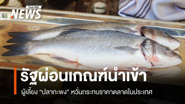 ผู้เลี้ยงปลากะพงหวั่นรัฐผ่อนเกณฑ์ปลานำเข้า เสี่ยงกระทบตลาดในประเทศ