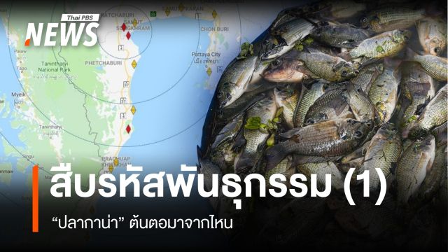 สืบจากรหัสพันธุกรรม “ปลากาน่า” ต้นตอมาจากไหน (1)